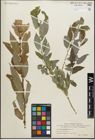 Foto von Salix amygdaloides Andersson